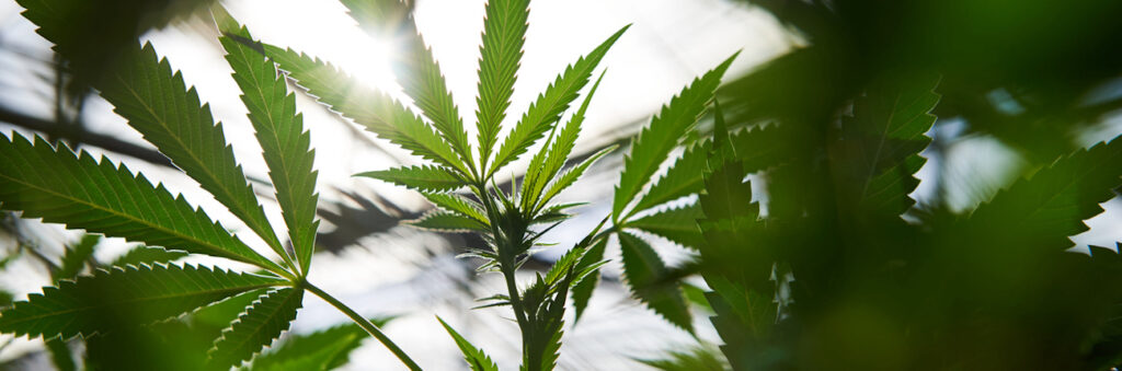 USA Most Popular Weed Strains