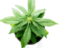 Buy Weed Online