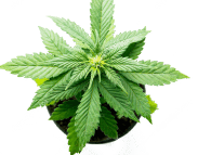 Buy Weed Online