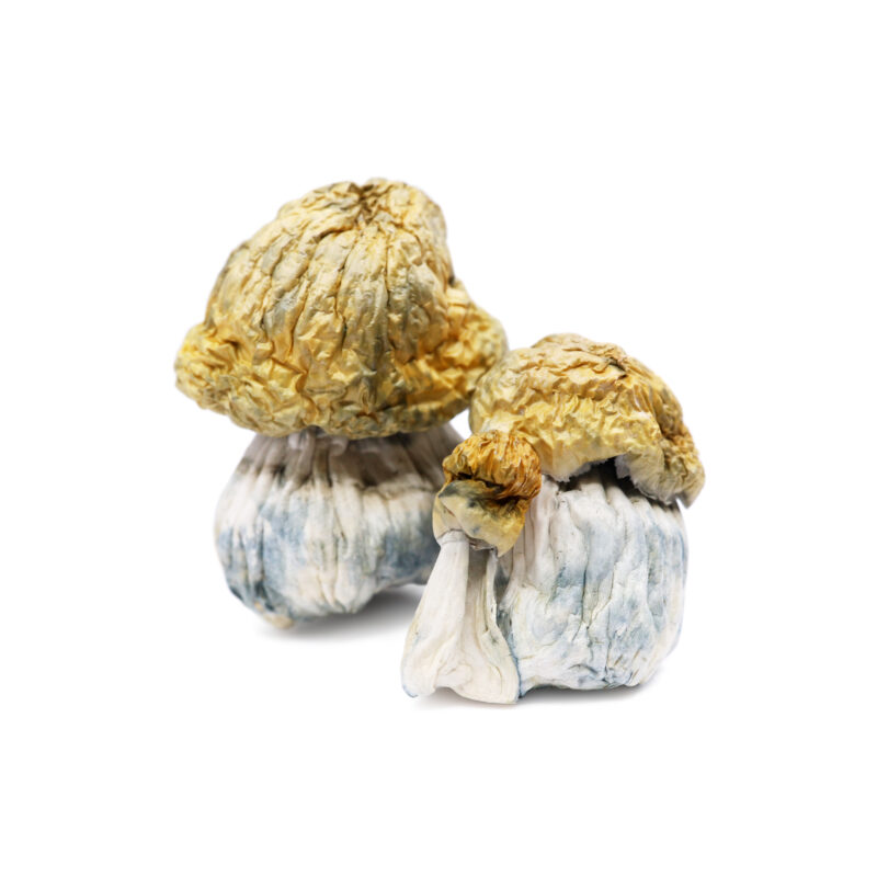Avalanche Magic Mushrooms